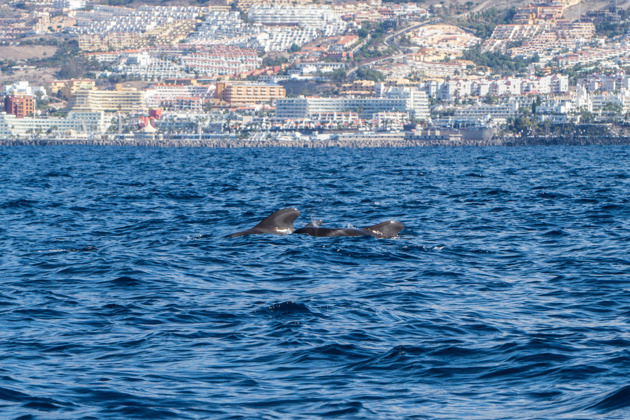 Фото - экскурсия: Увлекательное сафари с китами и дельфинами в Лос-Кристианосе