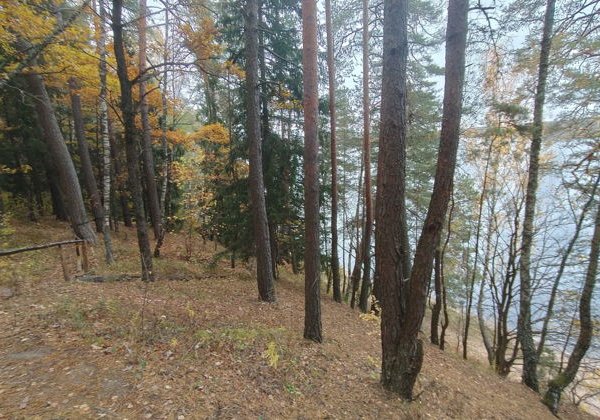 Смоленское Поозерье: в гости к зубрам Месябру и Меледи - фото 2