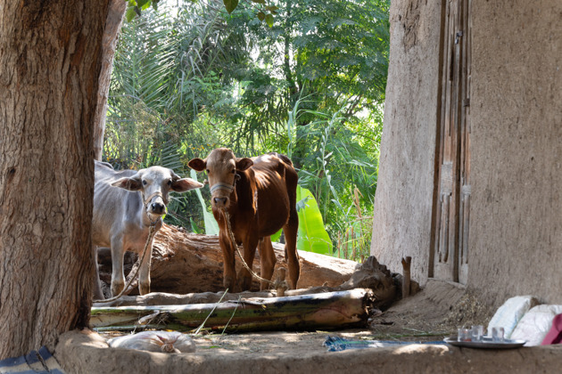 Фото - экскурсия: Индивидуальная экскурсия по древним пирамидам Гизы, Саккары, Дахшура и Мемфиса