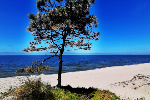 Фото - экскурсия: Погружение в атмосферу Зеленоградска и путешествие по Куршской косе