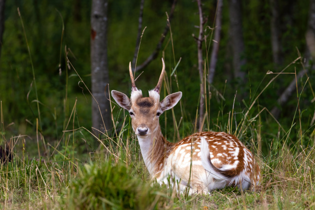 Невероятная встреча с дикой природой в заповеднике Бородино