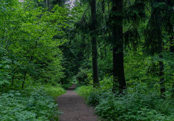 Автобусная экскурсия: Абрамцево — место, где рождаются шедевры - фото 4
