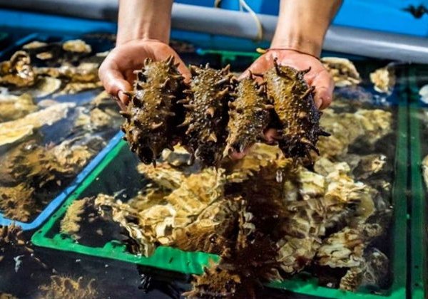 Мореферма, форты, батареи и мысы Русского острова - фото 1
