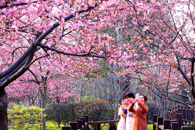 Фото - экскурсия: Весеннее цветение сакуры: скрытые уголки Шанхая в розовых тонах