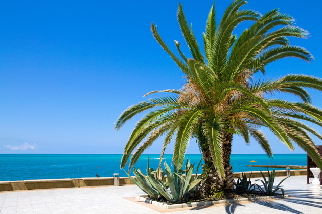 Фото - экскурсия: Обзорная экскурсия по Сочи с историей и природой из Сочи или Адлера