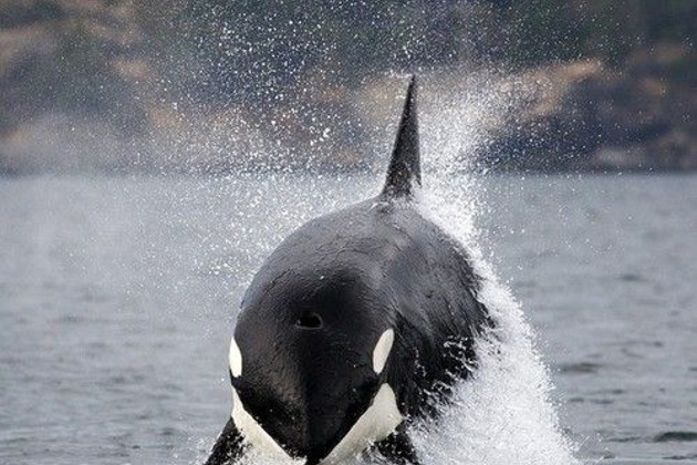 Фото - экскурсия: Морская экскурсия в Териберку