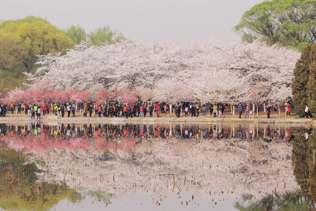 Фото - экскурсия: Весенние аллеи Пекина: цветение сакуры в императорских садах