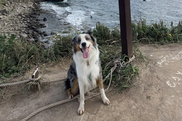 Фото - экскурсия: Прогулка по Русскому острову и мысу Тобизина с пушистым проводником