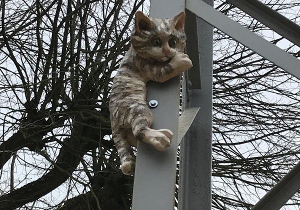 Зеленоградск и коты - фото 2
