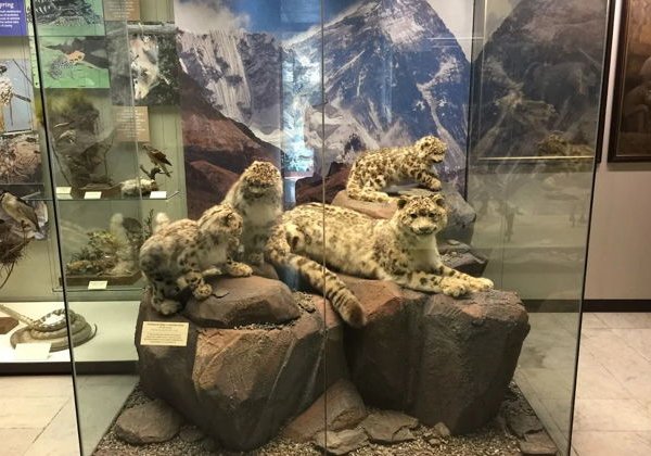 Дарвиновский музей — билет и аудиоэкскурсия в приложении - фото 2