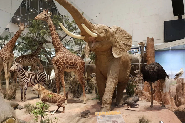 Фото - экскурсия: Дарвиновский музей: входной билет и аудиогид в мобильном приложении