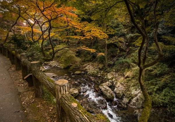 Лесная прогулка к водопаду Мино и храму Дарума Кацуо-дзи - фото 2