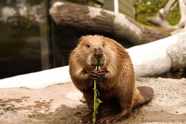 Фото - экскурсия: Прогулка по Графской тропе в заповеднике для наблюдения за бобрами всей семьей