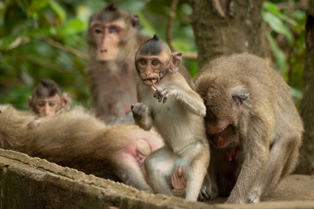 Фото - экскурсия: Билет на остров Обезьян и Орхидей: погружение в дикую природу