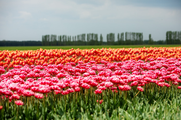 Фото - экскурсия: Прогулка по тюльпановым полям и знакомство с уютным Пинском