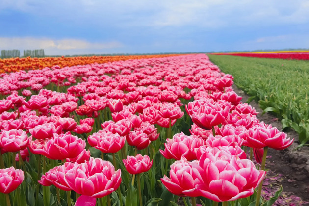 Фото - экскурсия: Тюльпановые поля, дворец Пусловских и усадьба в Грушевке - экскурсия из Минска