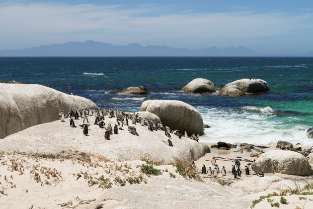 Фото - экскурсия: Мыс Доброй Надежды: встреча с пингвинами на краю света