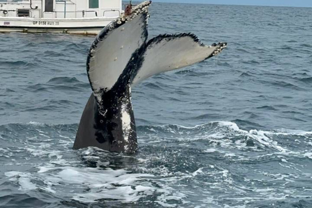 Фото - экскурсия: Морская экскурсия из Териберки