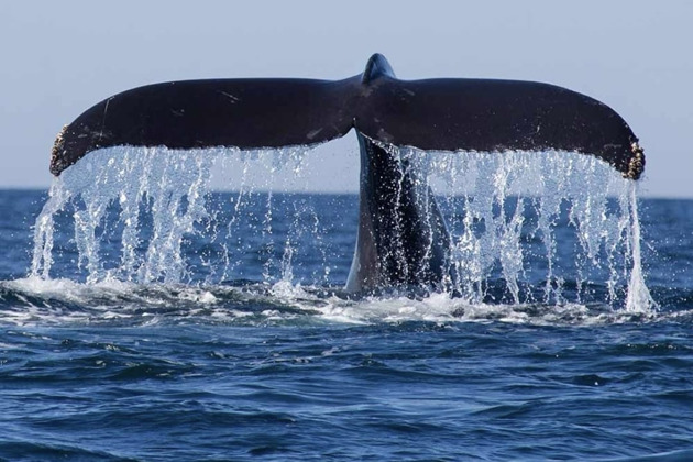 Фото - экскурсия: Встреча с китами