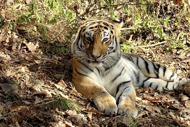 Посещение Центра воспроизводства редких видов животных «Звериный Ковчег» в Звенигороде