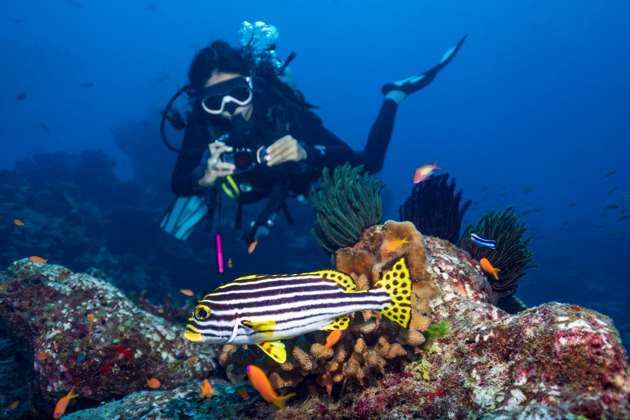 Погружение в подводный мир Хургады с русскоговорящим гидом