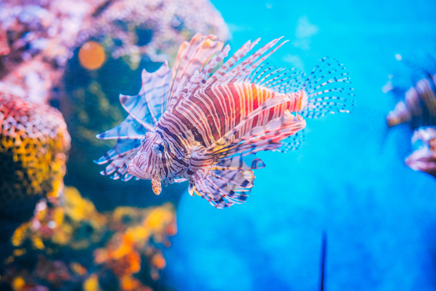 Фото - экскурсия: Океанариум Sea Life в Бангкоке