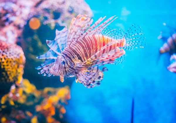 Океанариум Sea Life в Бангкоке