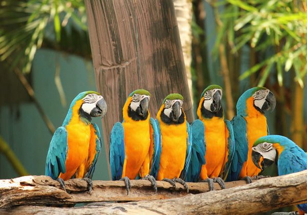 Билет на один день в парк Safari World в Бангкоке - фото 1