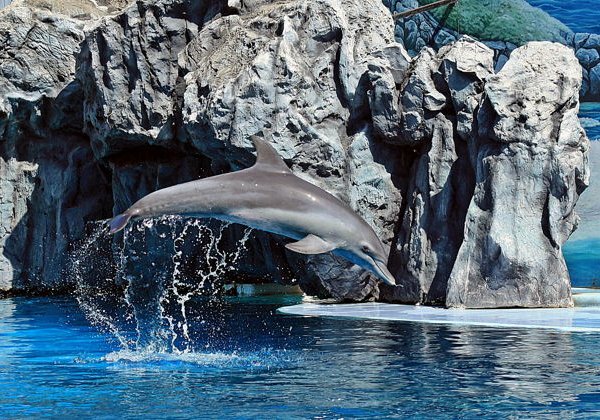 Билет на один день в парк Safari World в Бангкоке - фото 2