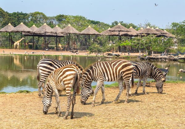 Билет на один день в парк Safari World в Бангкоке - фото 4