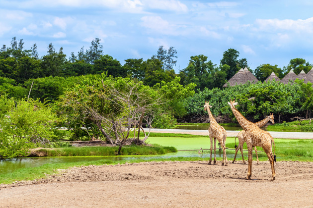 Билет на целый день в парк Safari World в Бангкоке