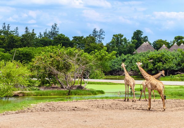 Билет на один день в парк Safari World в Бангкоке