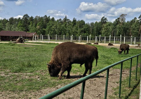 Групповой тур в Беловежскую пущу - фото 3