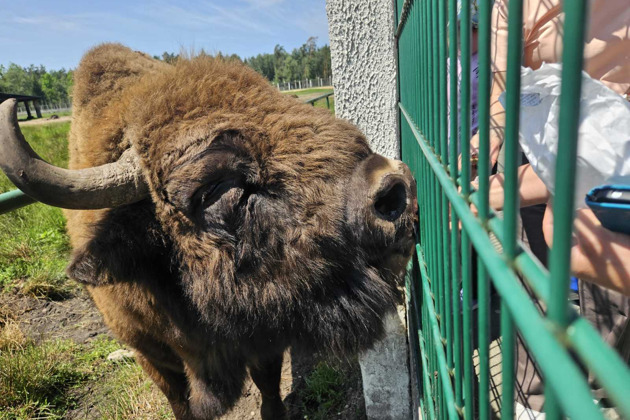 Групповая экскурсия в Беловежскую пущу