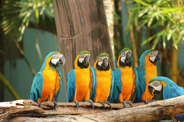 Сафари Ворлд: билет с трансфером в парк