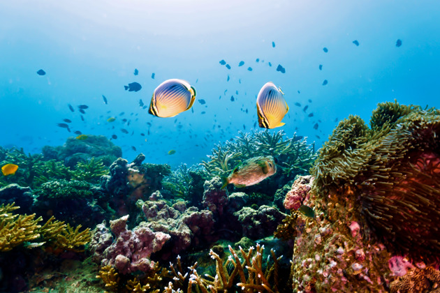 Идеальный отдых на острове Мун: снорклинг, барбекю и лучший пляж