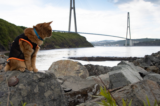 Загадки острова Русский и посещение Приморского океанариума