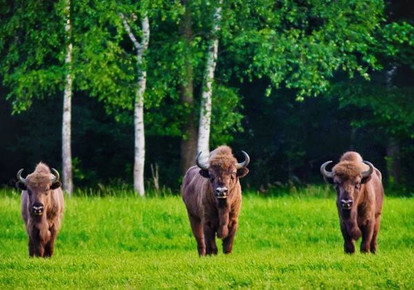 Беловежская пуща и Бресткая крепость за 1 день - фото 1