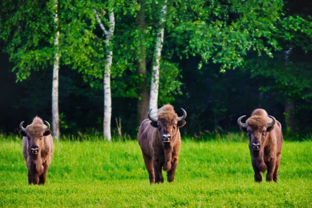 Однодневный тур по Беловежской пуще и Брестской крепости