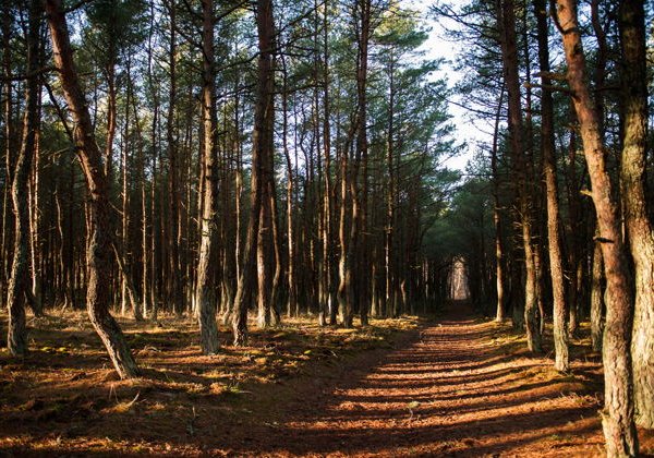 Велосипедная экскурсия по Куршской косе - фото 1