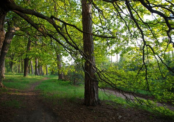Солотча — ворота Мещеры. Путешествие на вашем авто из Рязани - фото 1