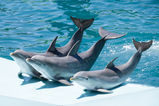 Дельфинье шоу в Хургаде - красочное развлечение для всей семьи