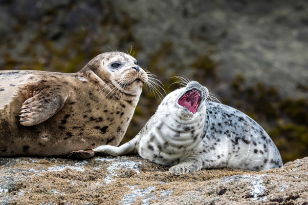 Котята и море: короткая прогулка на катере