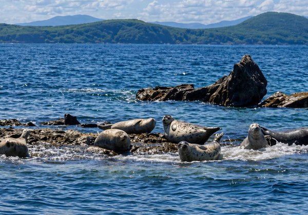 Морской Мыс Сосновый — заповедник у моря, куда едут со всей России - фото 4