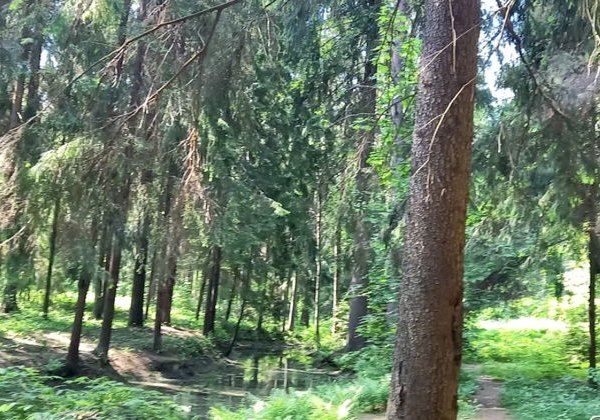 Репино: Там Репин был, там вдохновеньем дышишь - фото 3