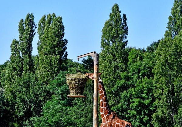 Веселые приключения в сафари-парк Туари - фото 1