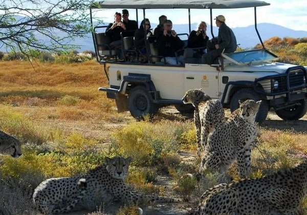 Приключение Big Five: сафари в частном заповеднике рядом с Кейптауном - фото 3