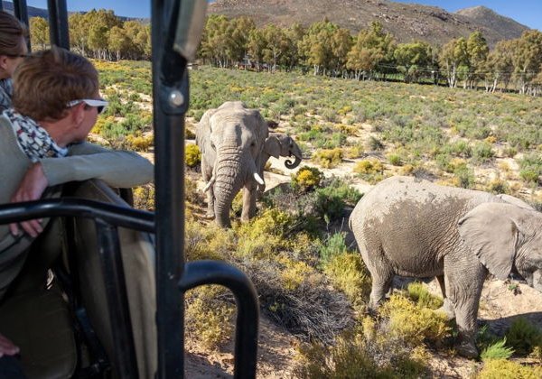 Приключение Big Five: сафари в частном заповеднике рядом с Кейптауном - фото 4