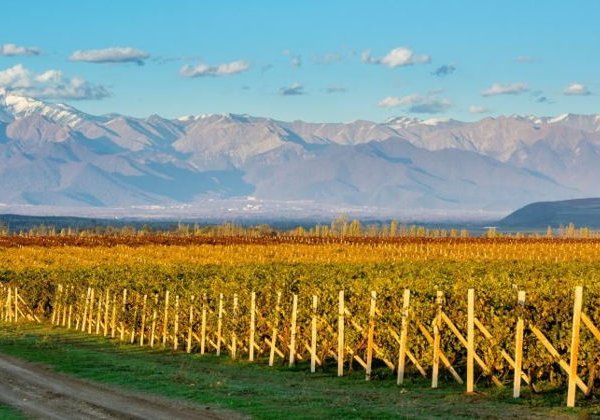 Габала: экскурсия и дегустация на винном заводе «Савалан» - фото 3