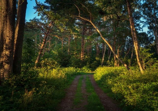 Куршская коса с прогулкой на катере для желающих - фото 3